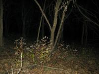 Chicago Ghost Hunters Group investigates Robinson Woods (154).JPG